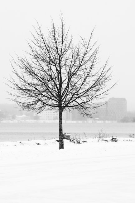 A solitary tree stands amidst a snowy landscape in Jönköping, Sweden, capturing the essence of winter.