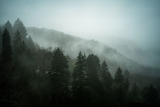 Forest and Mountains on Foggy Day