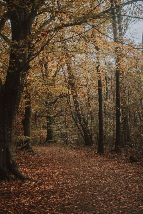 Free A tranquil autumn scene in a forest with colorful leaves creating a picturesque pathway. Stock Photo