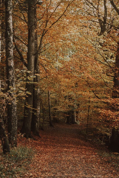 View of a Walkway in a Park between the Trees in Autumn