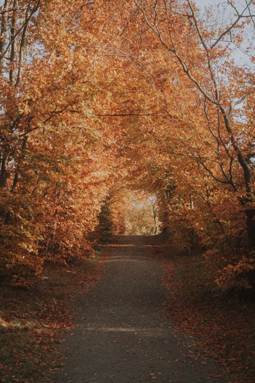 View of a Pathway between Autumnal Trees in a Park 