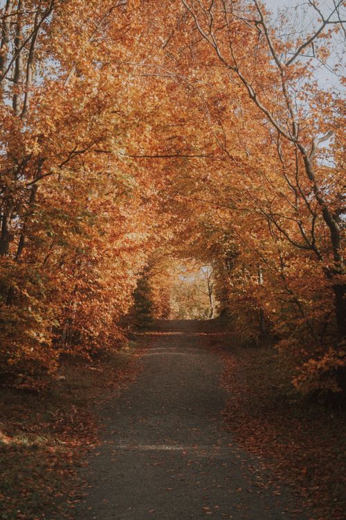 Free A scenic autumn pathway enveloped by vibrant orange and yellow foliage in a serene forest setting. Stock Photo