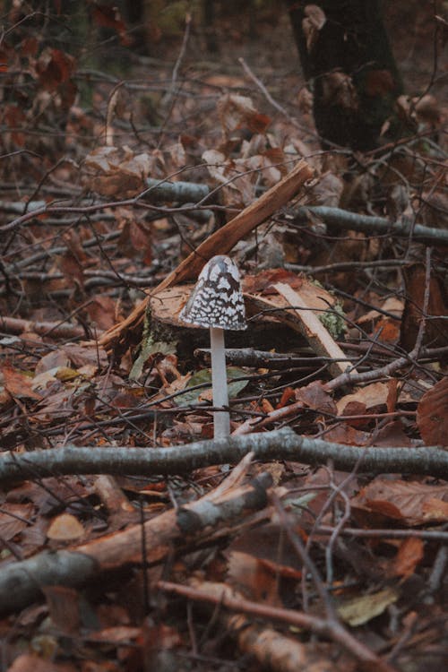 Photos gratuites de branches, champignon pie, coprinopsis picacée