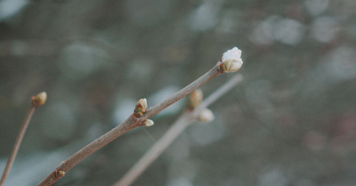 A delicate close-up of buds on branches emerging in springtime greenery.