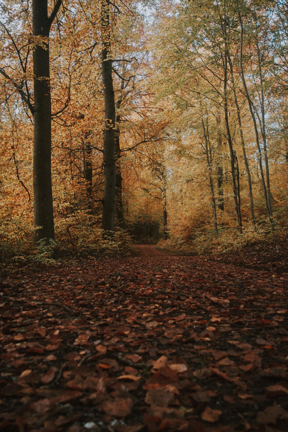 Tree Lined Walkway Photos Download The BEST Free Tree Lined Walkway