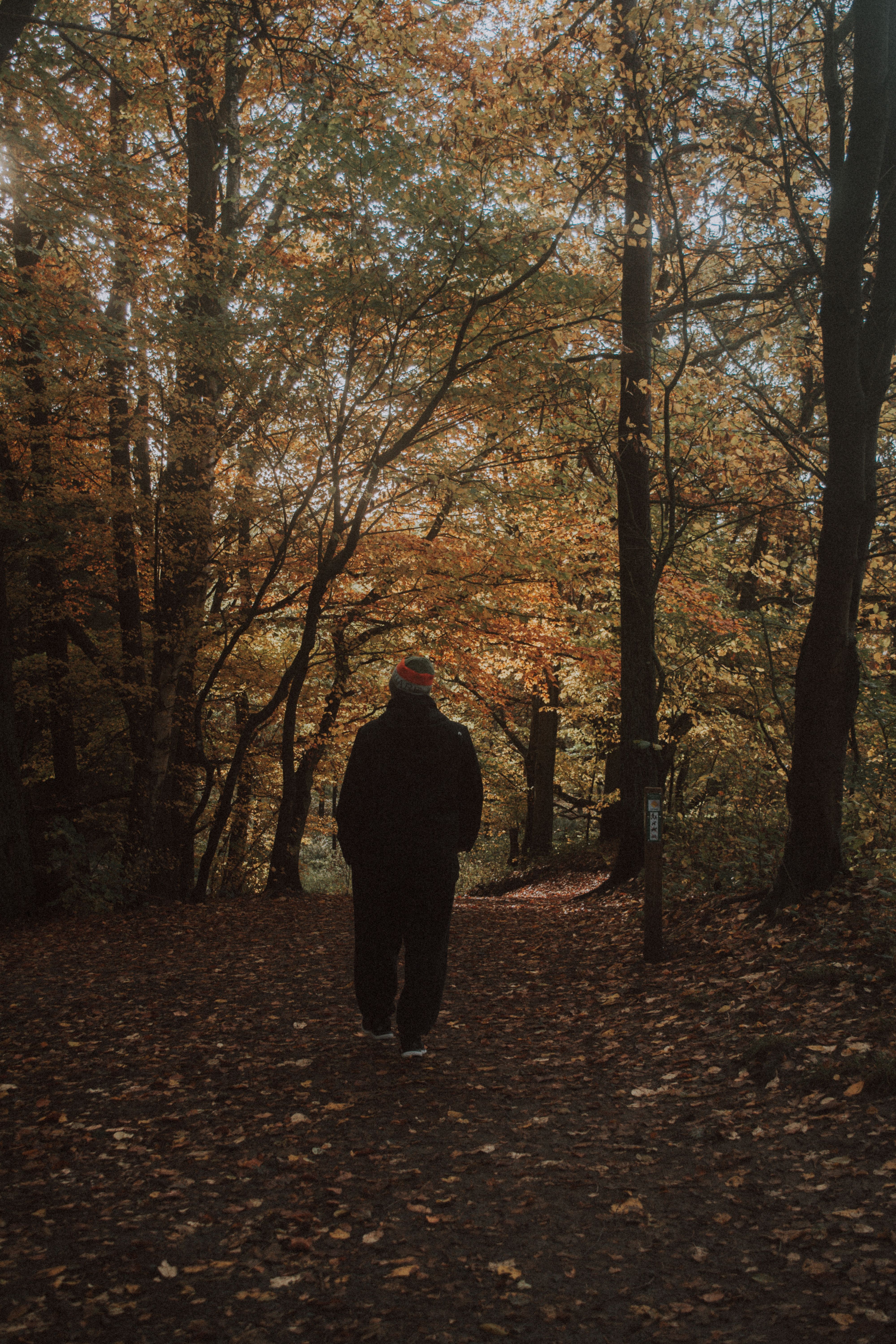 Back View of a Man Walking in an Autumnal Forest · Free Stock Photo