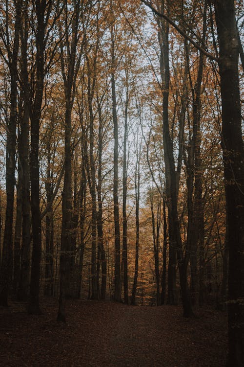 View of a Walkway in an Autumnal Forest