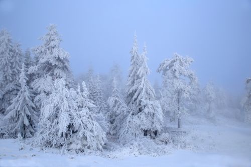 Free Discover the tranquil beauty of a snow-covered forest enveloped in a mystical winter fog. Stock Photo
