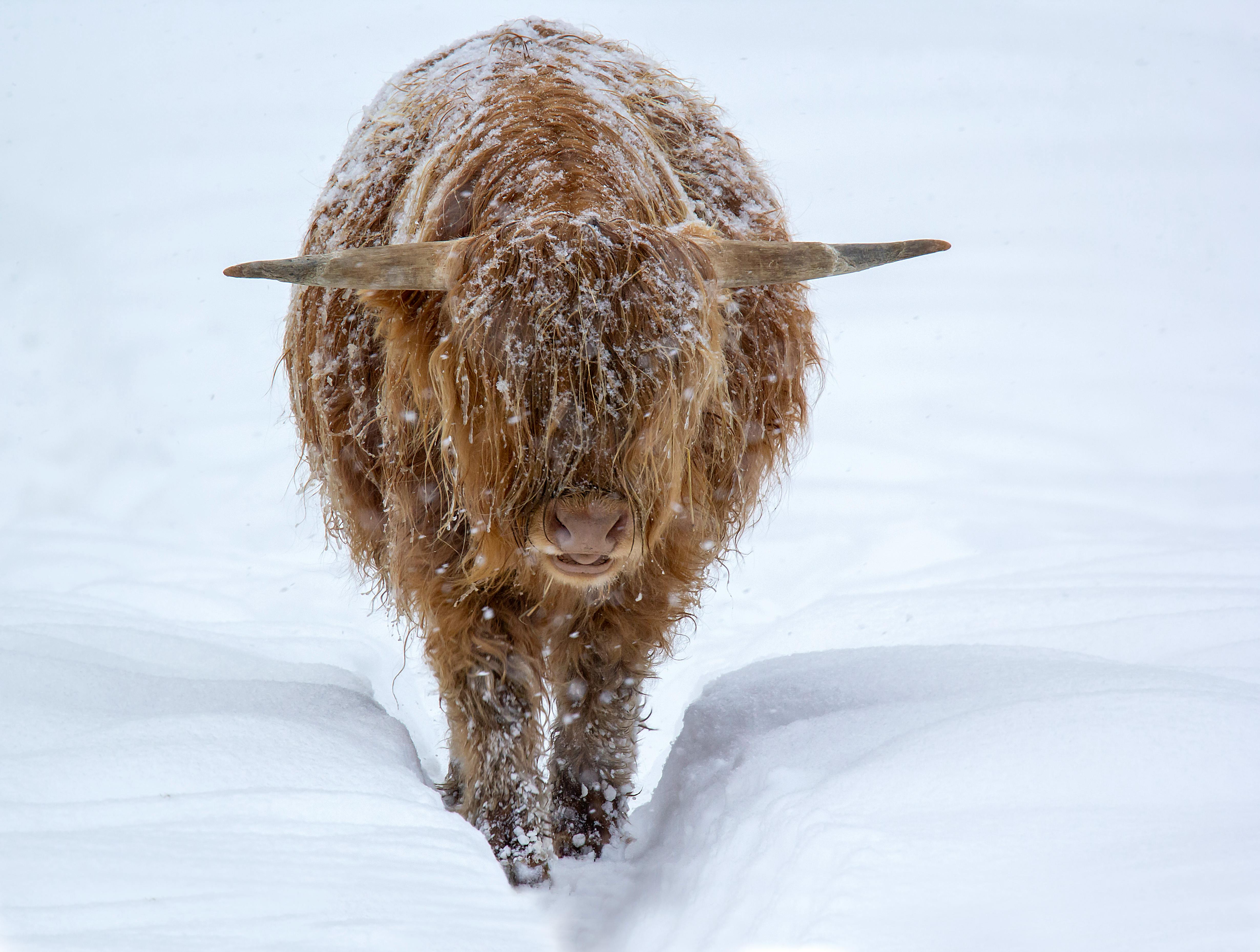 Highland cattle in winter landscape, Lysvik, Sweden, covered with snow.