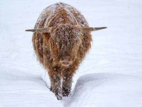 Free stock photo of highlands