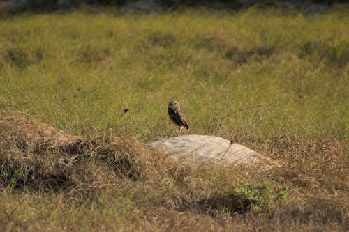 Owl on Stone on Grass