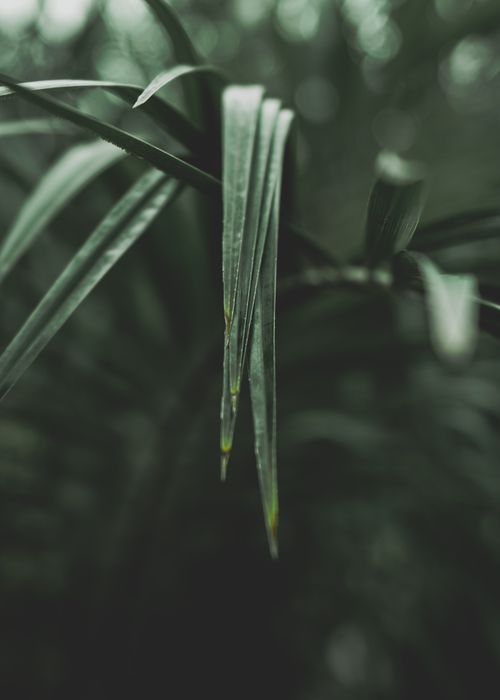 Free Macro photograph showcasing lush green leaves, offering a serene and natural aesthetic. Stock Photo