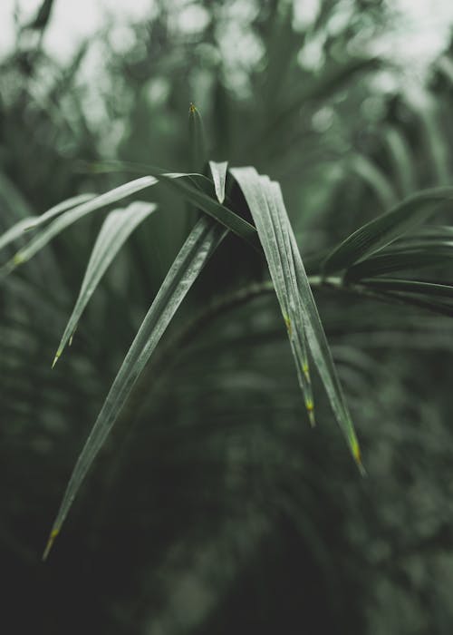 Leaves of Decorative Plant