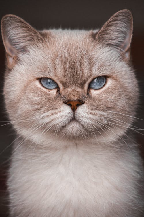 Portrait of Cat