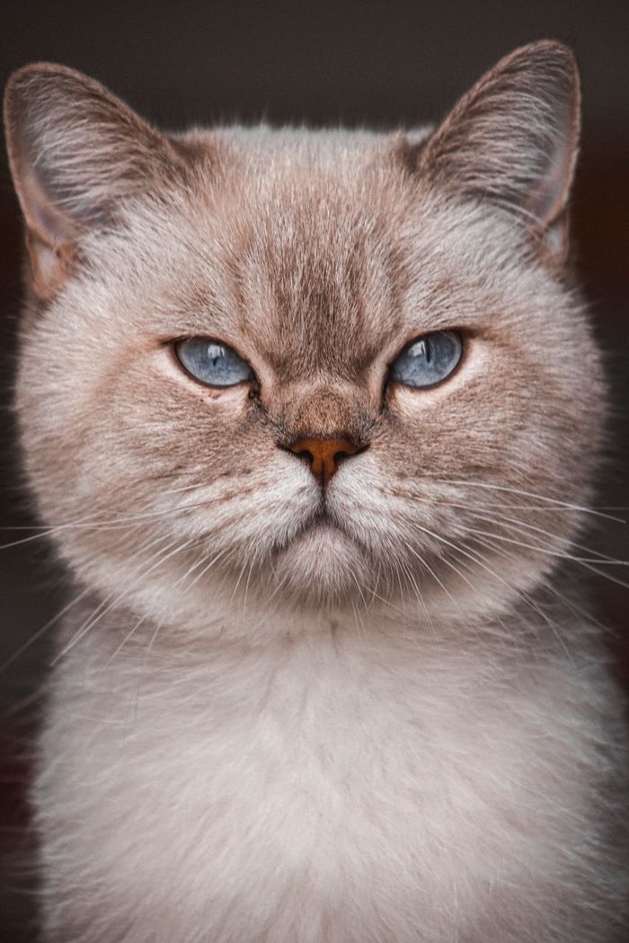 Blue-eyed British Shorthair cat with a plush freshly groomed coat