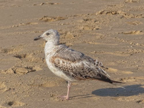 Seagull on Beach