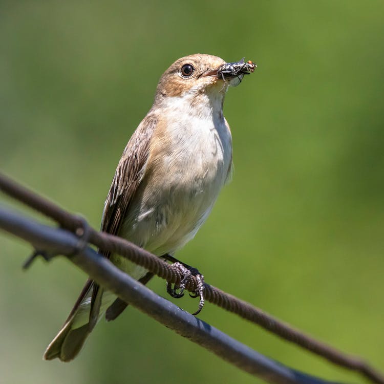 Flycatcher Holding Fly