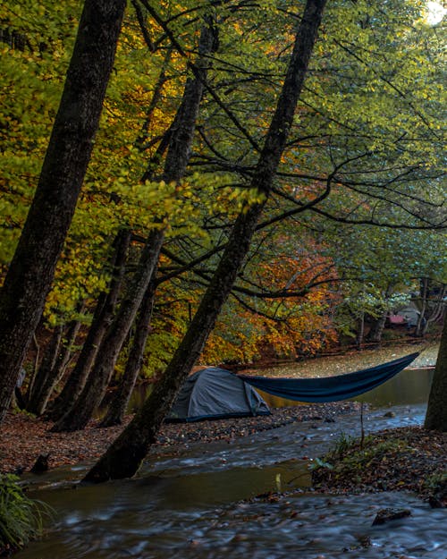 Foto profissional grátis de acampamento, árvores, aventura