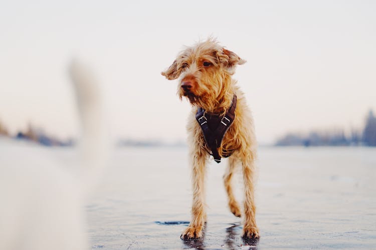 Close Up Of Dog On Water