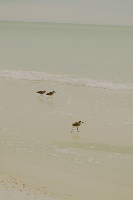 Three shorebirds stroll along a serene beach shoreline with gentle waves.
