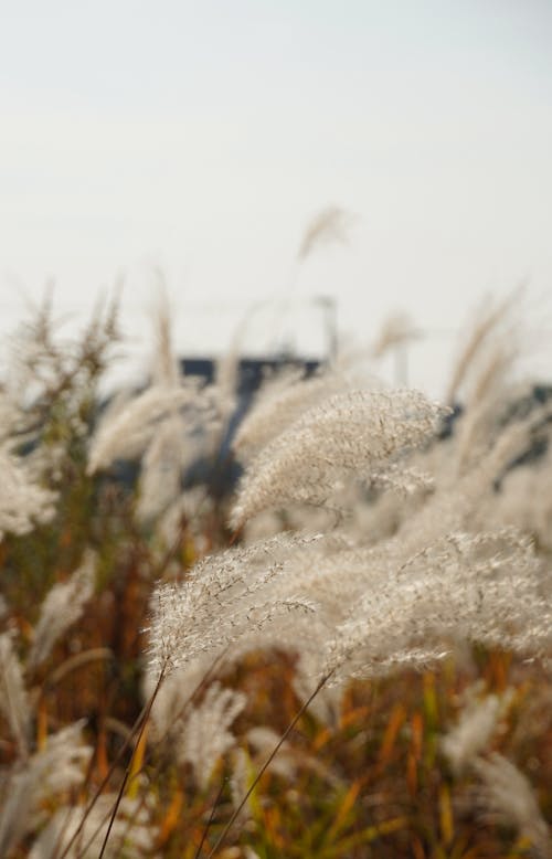 White Flowers on Meadow