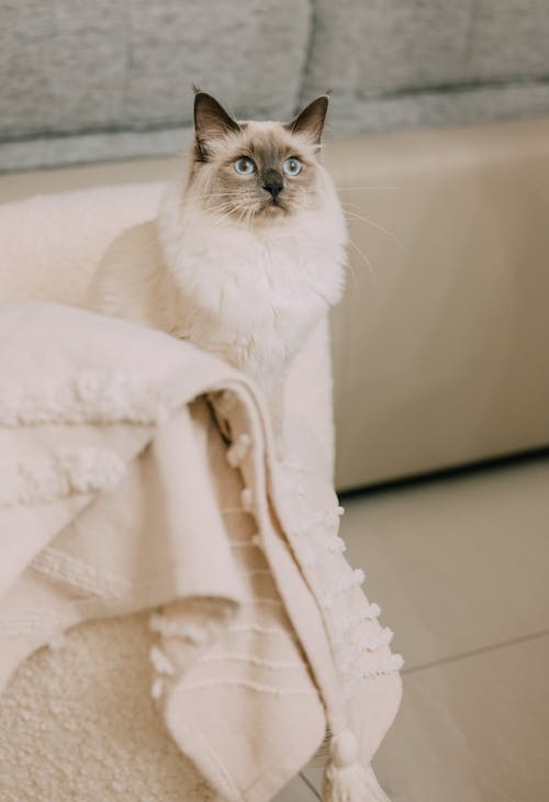 Foto d'estoc gratuïta de de peluix, fotografia d'animals, gat