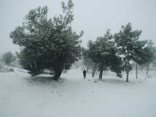 Foto profissional grátis de árvores, cenário, com frio