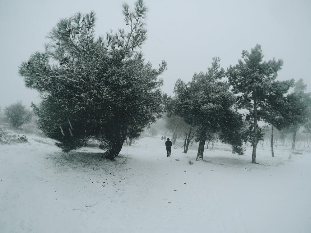 Fotos de stock gratuitas de arboles, frío, invierno