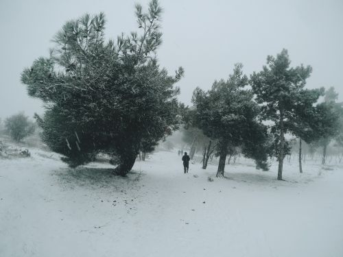 Free A tranquil walk through a snowy park with trees and soft falling snow. Stock Photo