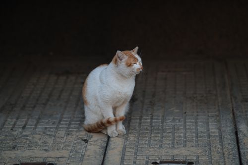 Free A white and orange cat sitting peacefully with eyes closed on textured ground. Stock Photo