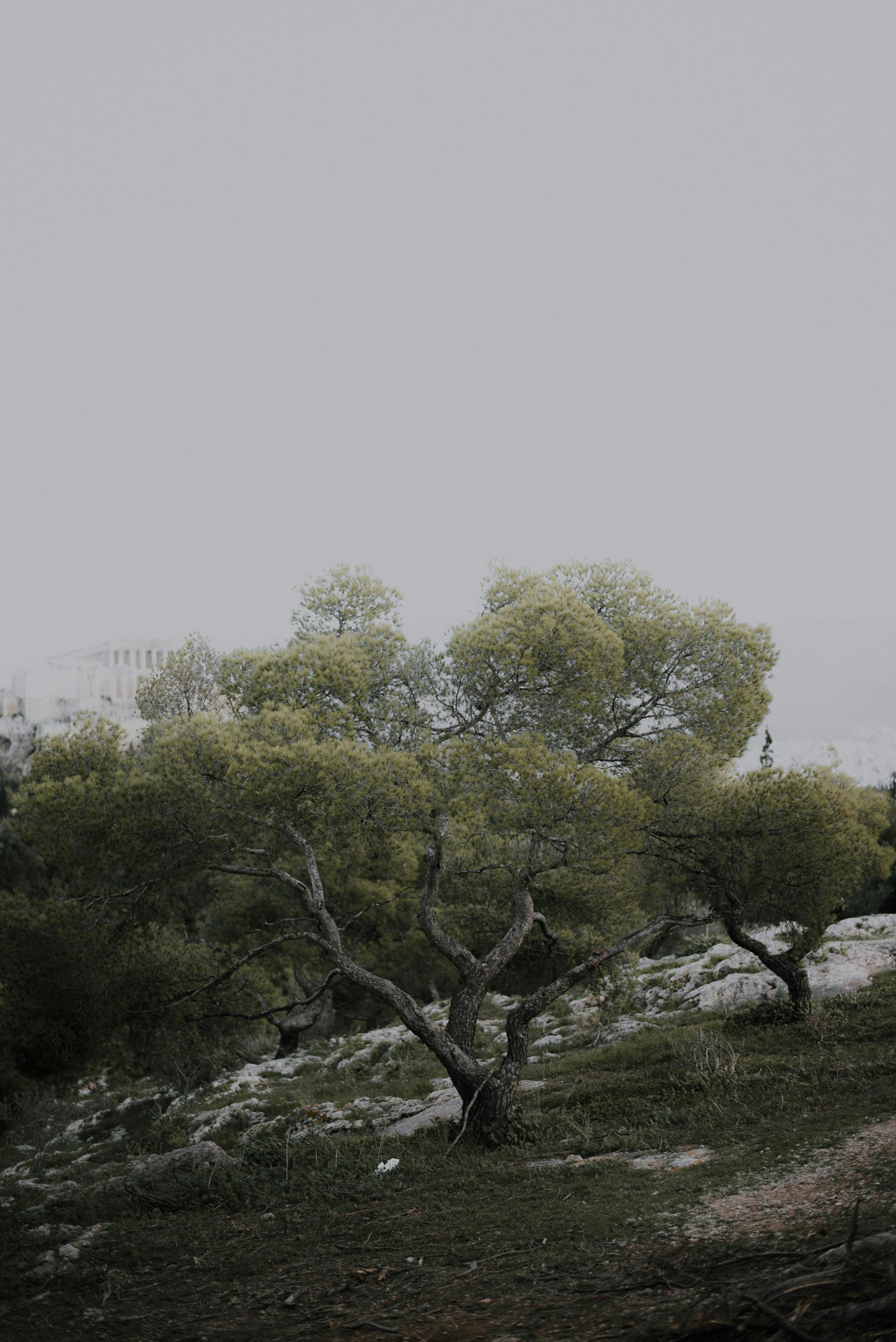 Peaceful natural scene featuring green trees on a rocky hillside.