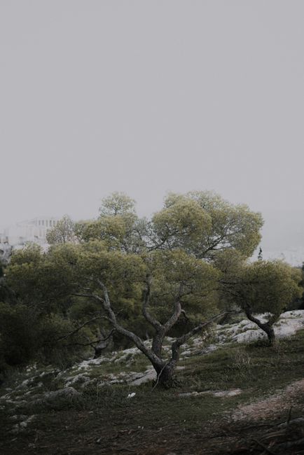 Peaceful natural scene featuring green trees on a rocky hillside.