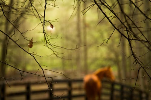 Δωρεάν στοκ φωτογραφιών με αγρόκτημα, άλογο, ανεστίαστος
