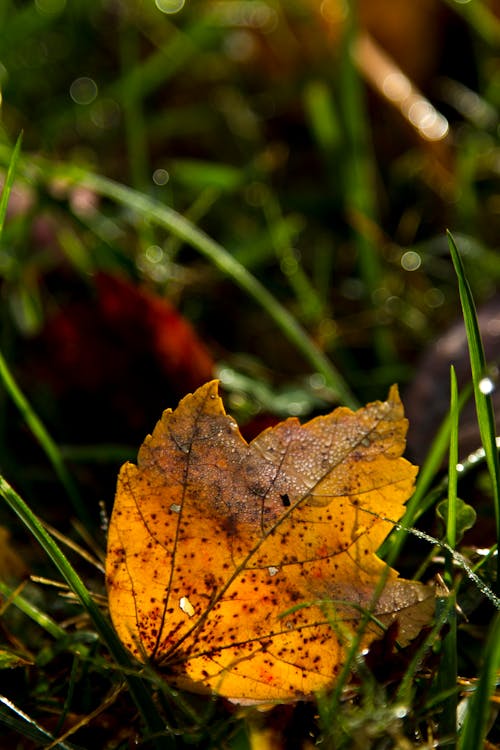 Free stock photo of autumn, dew, fall