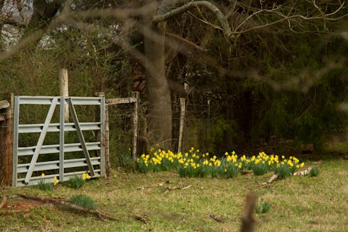 Free stock photo of country, country life, daffodils