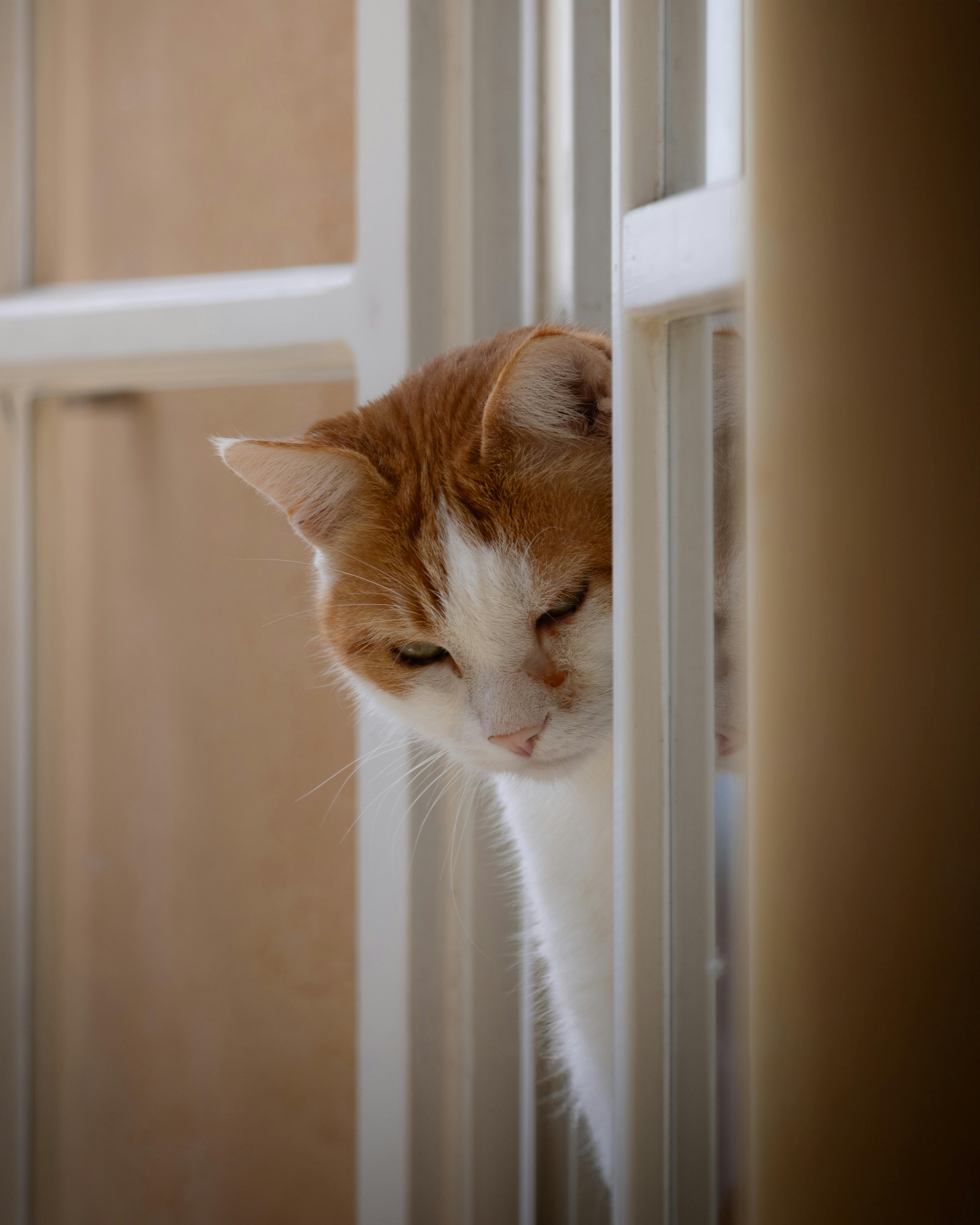 a cat is looking out of a window