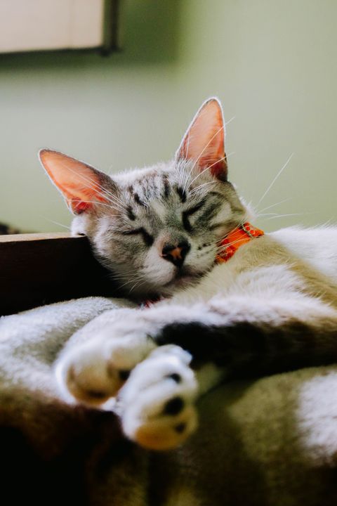 Anti-stress pour chat : que choisir selon la cause et les preuves ?