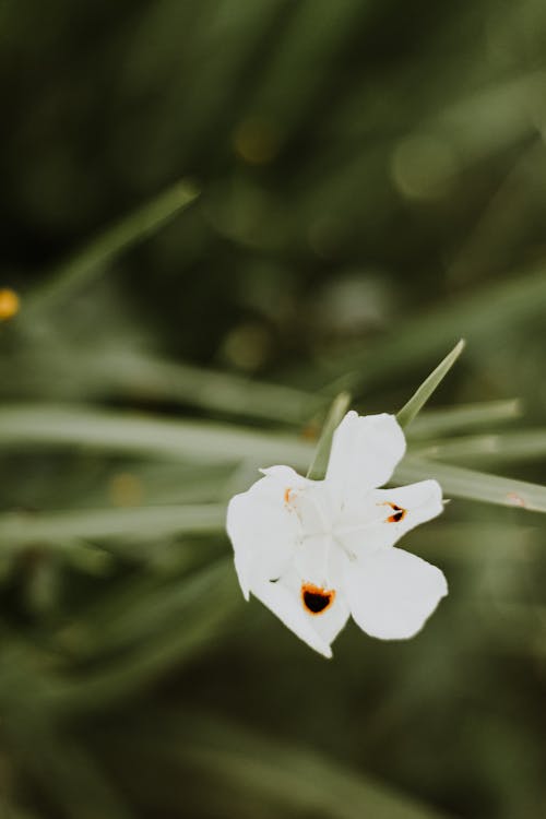 Foto profissional grátis de delicado, fechar-se, flor branca