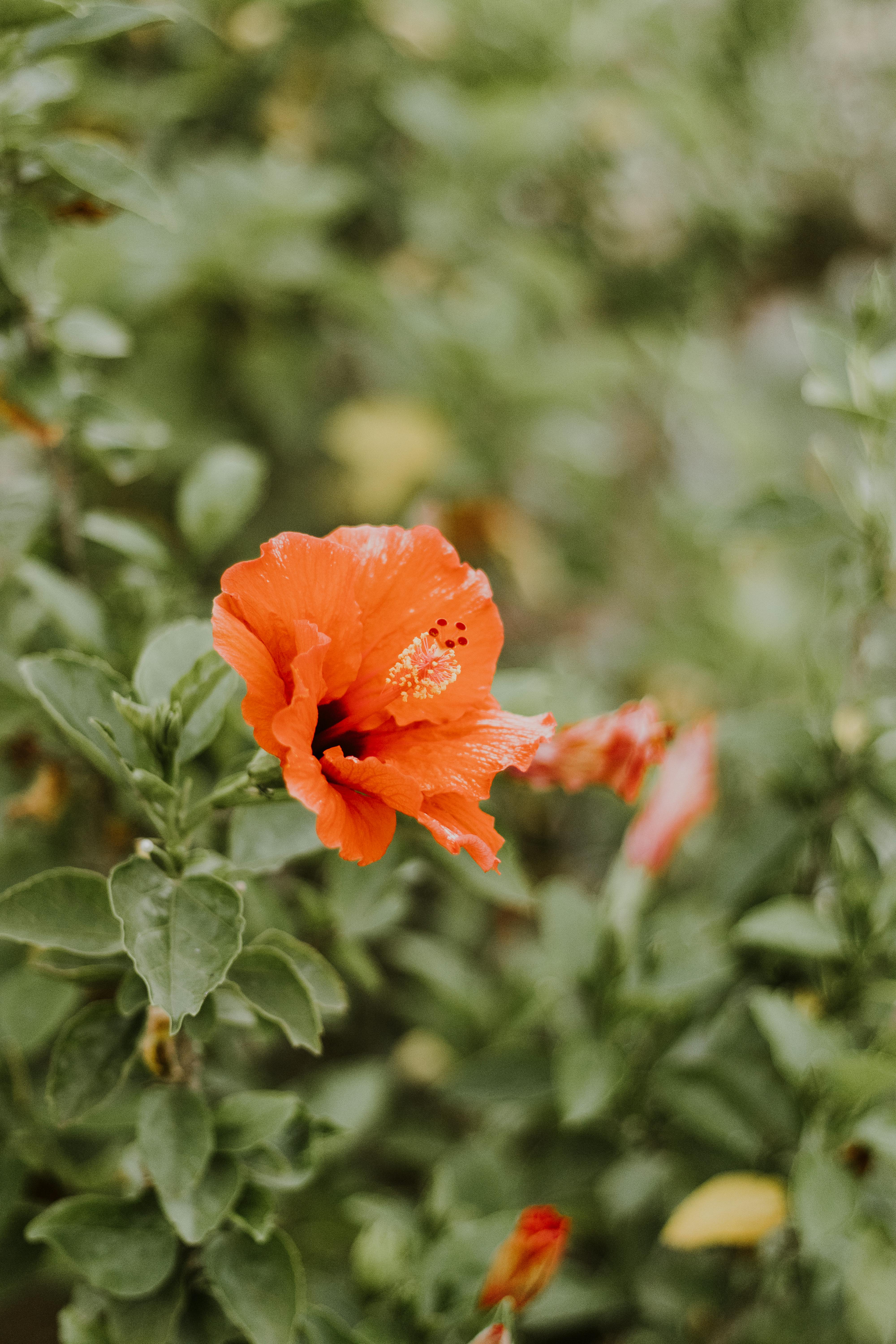 Le 100.000+ migliori foto di Fiore-hd · Download gratuito al 100% · Foto di  archivio Pexels