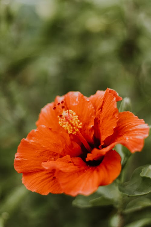 Imagine de stoc gratuită din a închide, chineză hibiscus, colorat