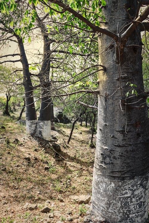 Ingyenes stockfotó baobab fa, fényképészet, salalah témában