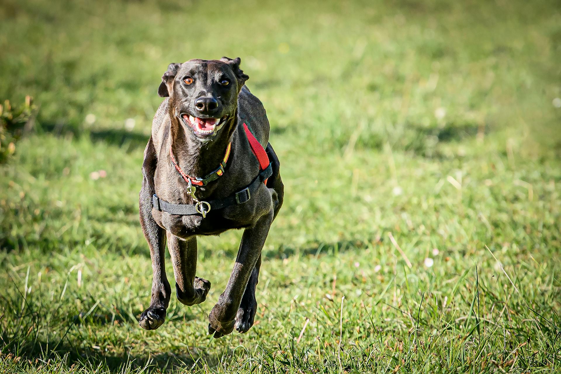 Dog Running on Grass