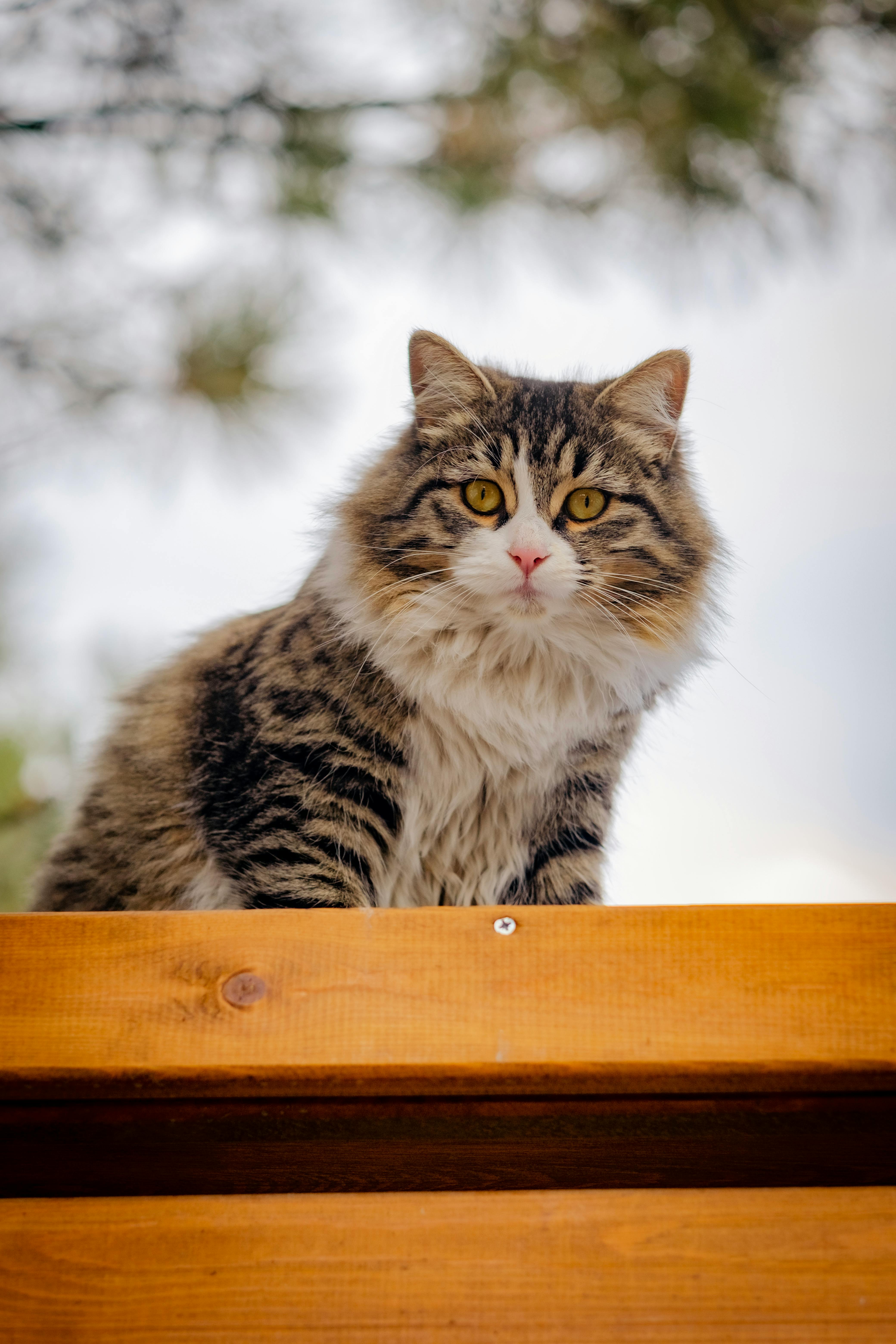 Fluffy store cat sitting