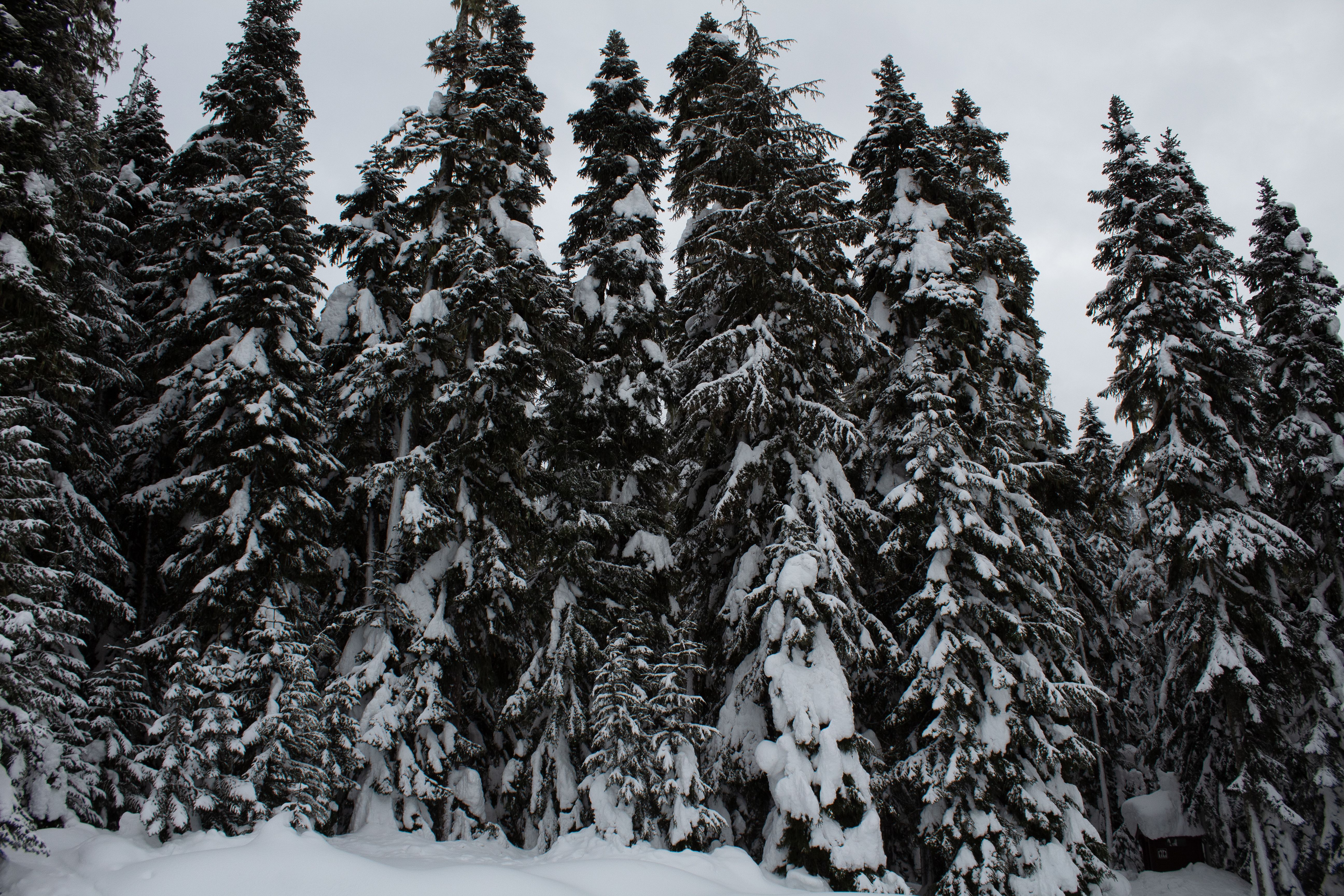 A serene view of snow-covered evergreen trees in a winter forest setting.