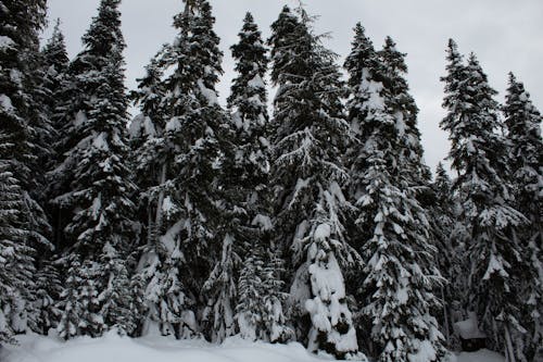 Foto d'estoc gratuïta de arbres, blanc, bosc