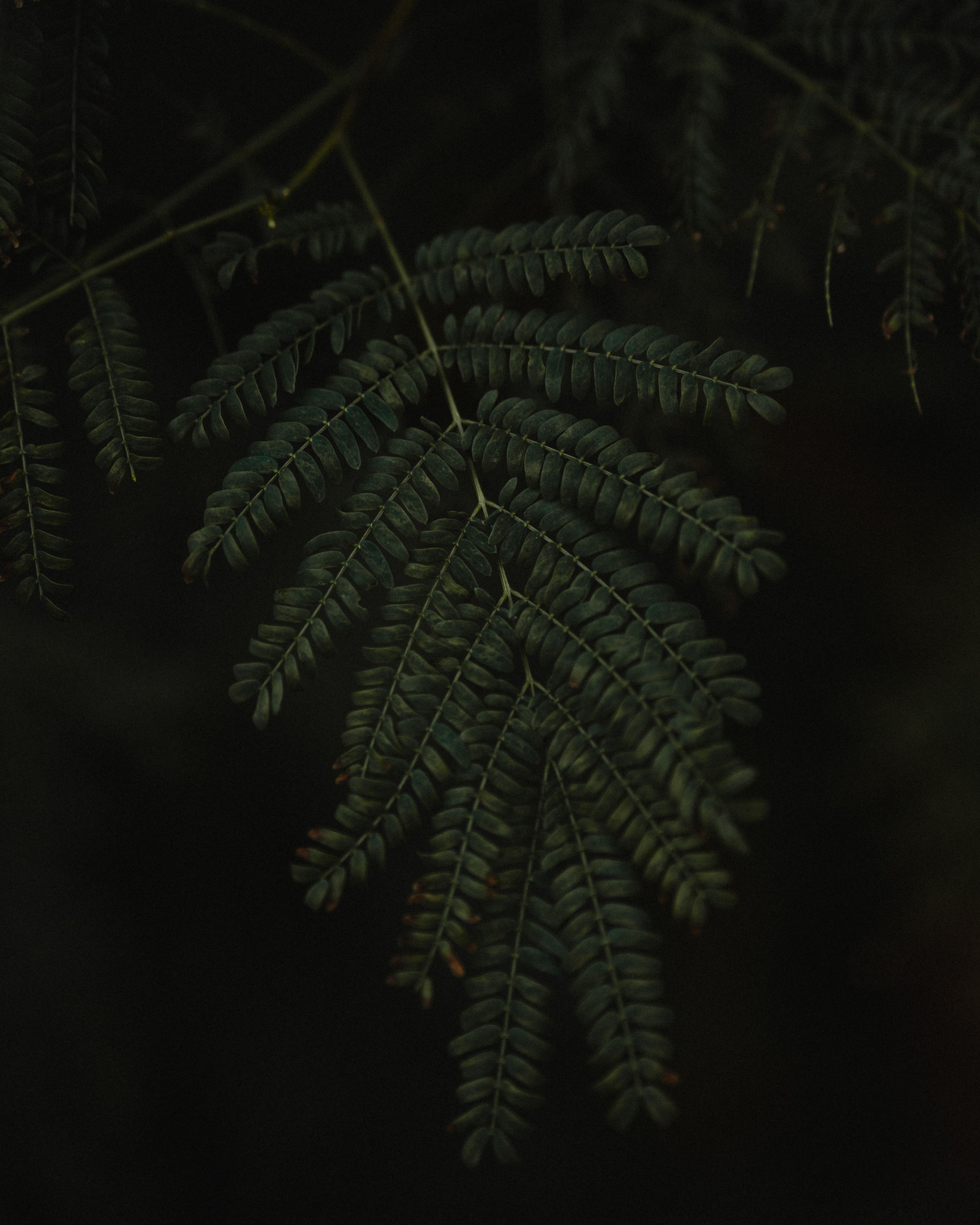 Dark Fern Leaf in Garden · Free Stock Photo
