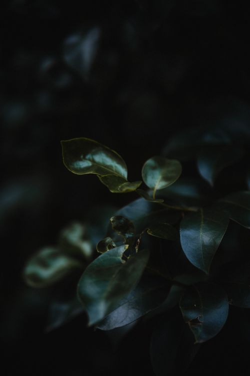 Free Closeup of dark, glossy leaves with a moody bokeh background. Perfect for nature themes. Stock Photo