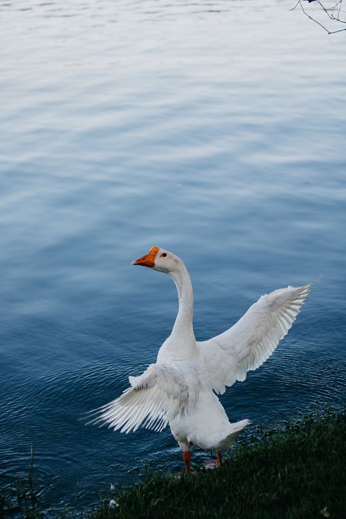 Free A graceful white goose spreads its wings beside a serene lake. Stock Photo