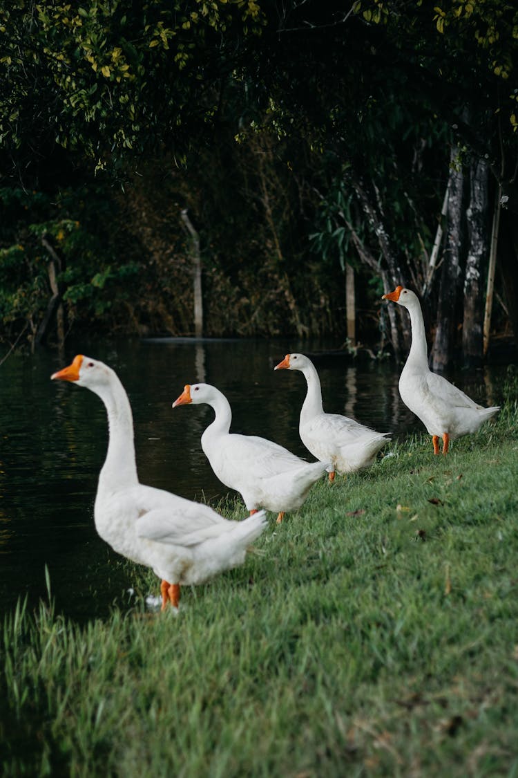 Geese And River