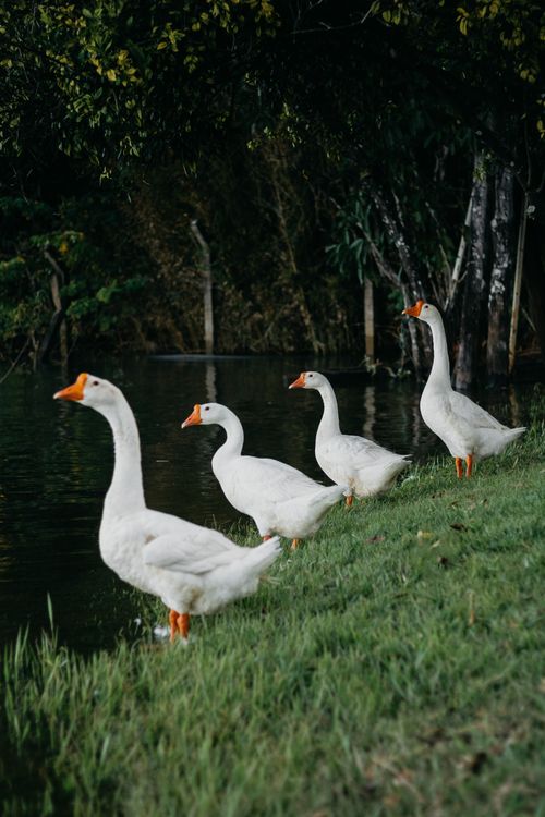 Free Beautiful white geese standing by the riverside under shady trees, creating a serene nature scene. Stock Photo